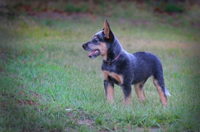  photo personalfavsShiloBlue Heeler_zps46p5gjuj.jpg