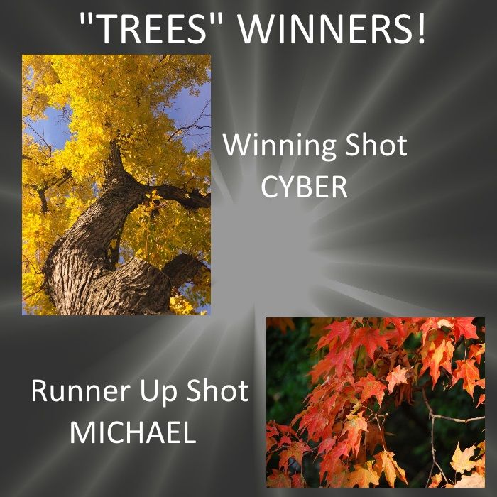  photo treeswinners_zps1eb83a1f.jpg