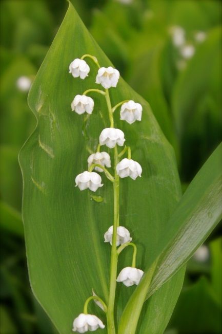  photo sweetShiloSweet Scent of Lilly of the valley_zpsktd8ztnk.jpg