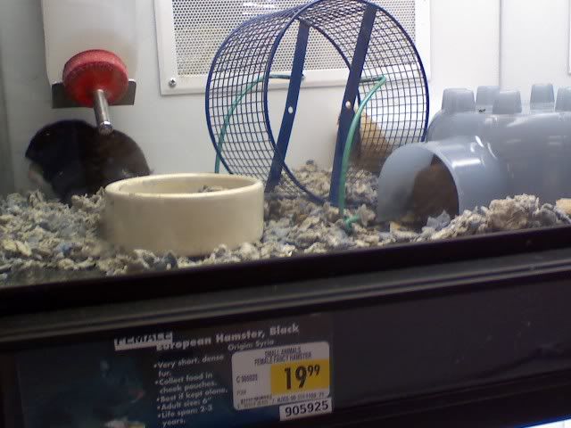 Syrian Hamsters For Sale At Petco. Softwood beddingsweater for cheap hamster