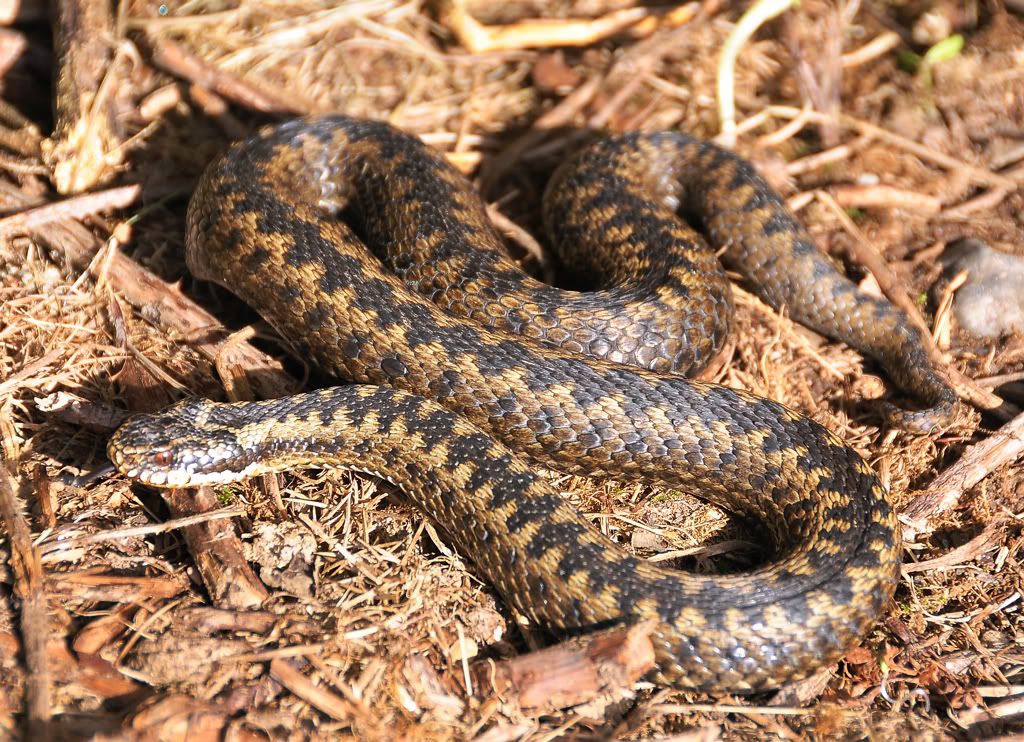 Native British Reptiles - FighterControl