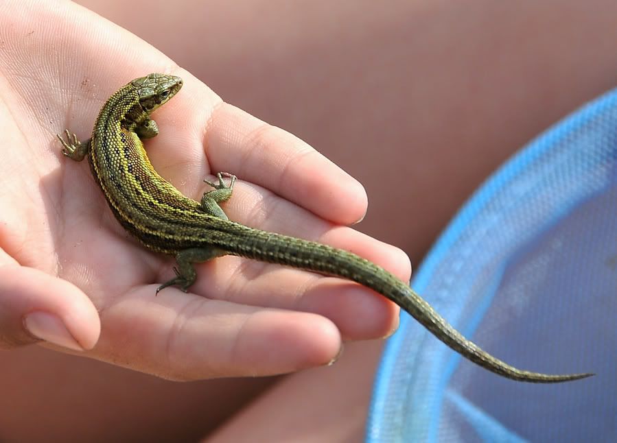 Native British Reptiles FighterControl