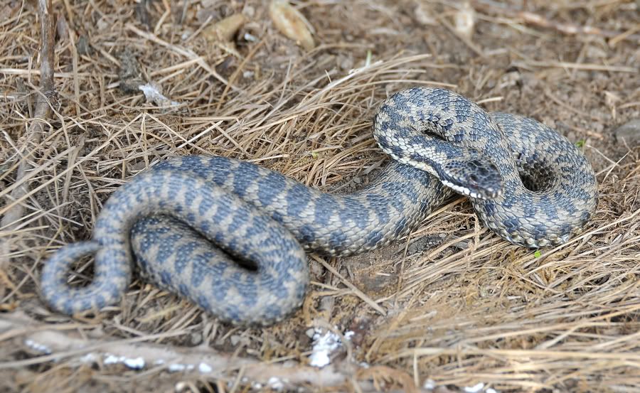 Native British Reptiles - FighterControl