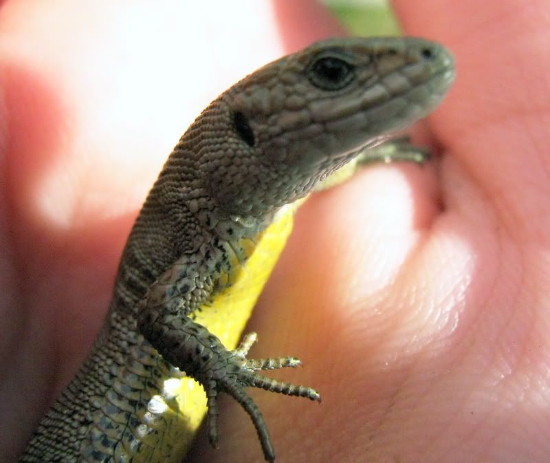 Native British Reptiles - FighterControl