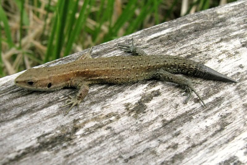 Native British Reptiles FighterControl