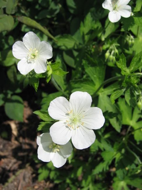 http://img.photobucket.com/albums/v147/CarolineC/Geraniums/060517010germaculatumalbiflorum.jpg