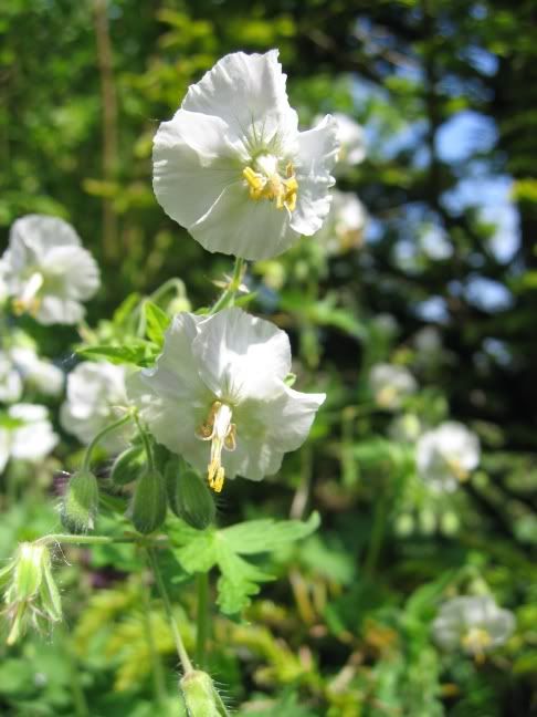 http://img.photobucket.com/albums/v147/CarolineC/Geraniums/060517011gersylvatcumalbum.jpg