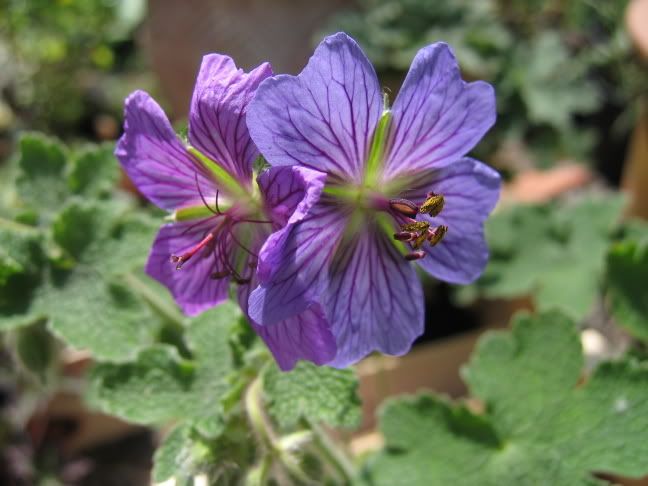 http://img.photobucket.com/albums/v147/CarolineC/Geraniums/060517071gerreinterrefranche.jpg