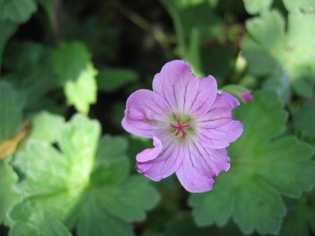 http://img.photobucket.com/albums/v147/CarolineC/Geraniums/060517091Gerriversleianummavissimps.jpg