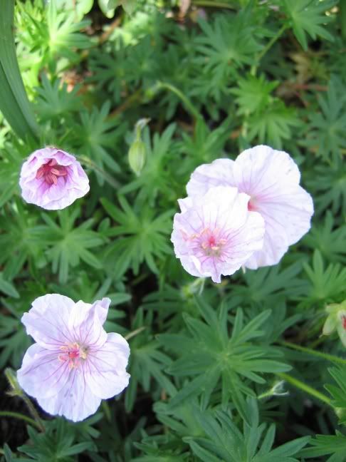 http://img.photobucket.com/albums/v147/CarolineC/Geraniums/060517102Gersanguineum.jpg