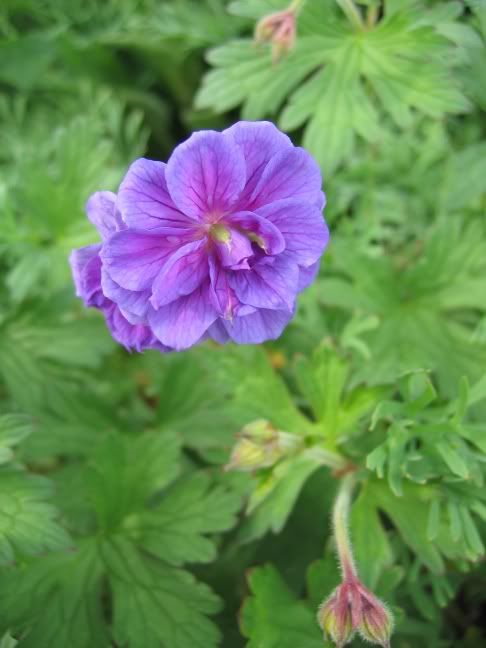 http://img.photobucket.com/albums/v147/CarolineC/Geraniums/060517117GerhimbirchdoublesynPlenum.jpg