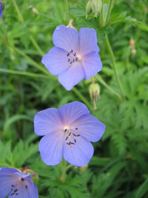 http://img.photobucket.com/albums/v147/CarolineC/Geraniums/060517138gerpratense.jpg