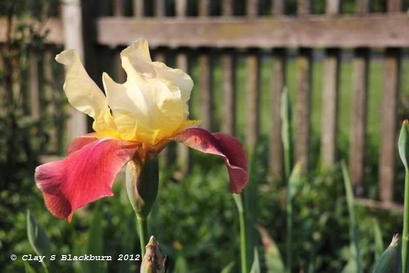 IMAGE: http://img.photobucket.com/albums/v147/tunamelt/POTN%20Canon/image008.jpg