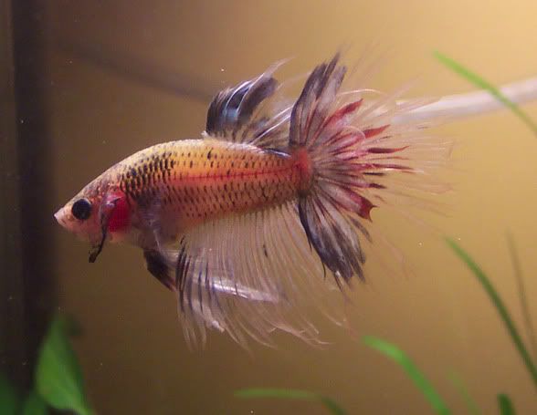 bettaflaring.jpg Betta Flaring image by yvez9