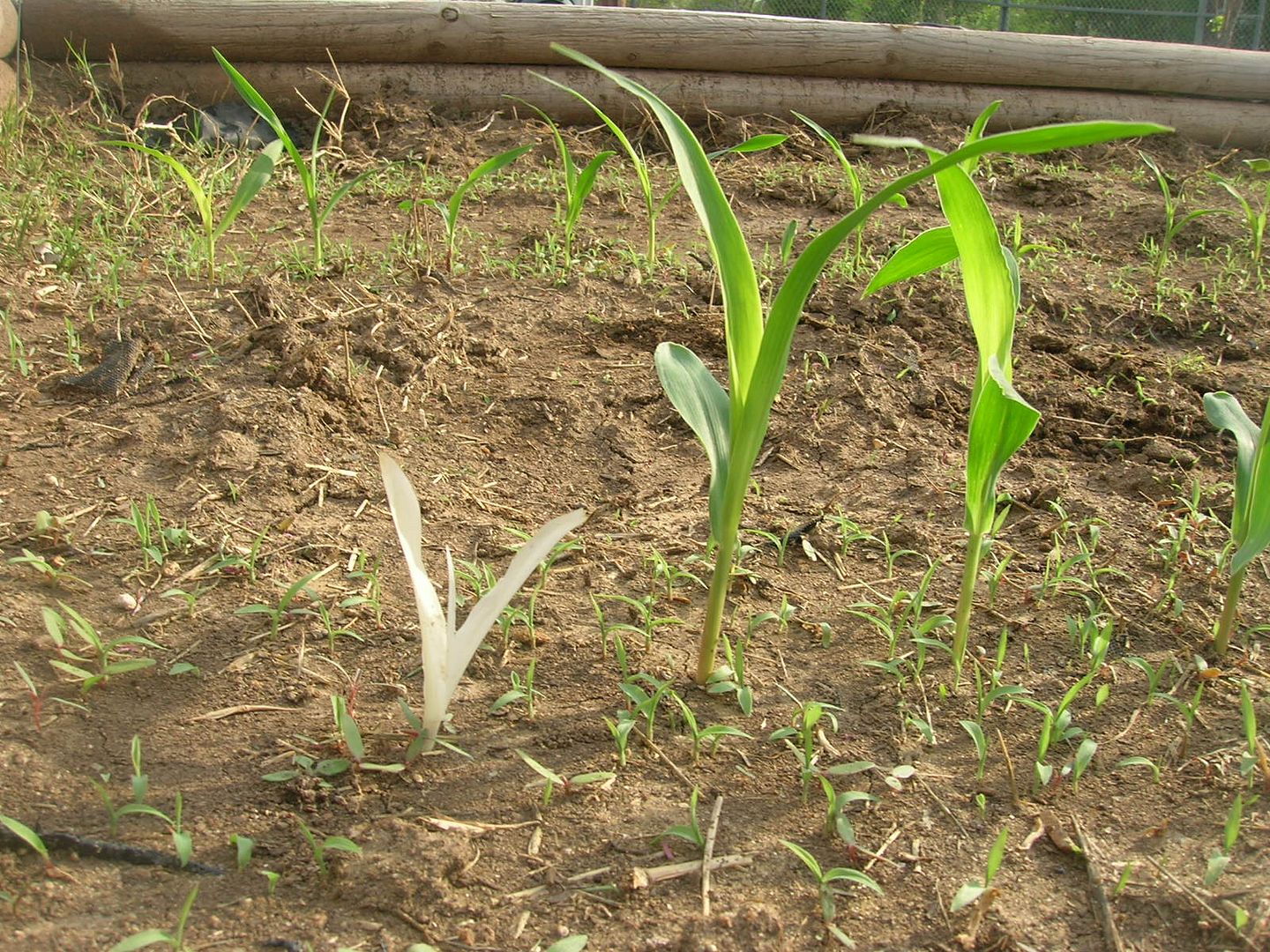 Albino Corn Plant