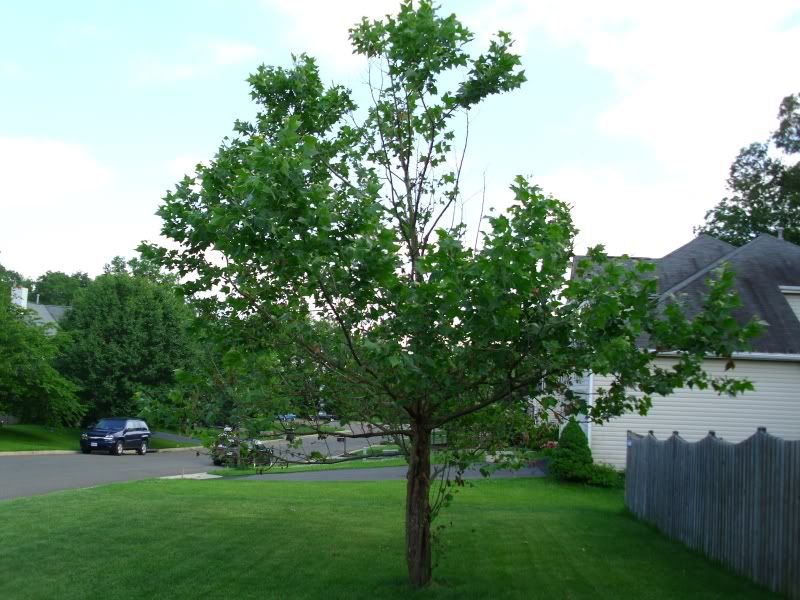 Request for help with a sick Maple