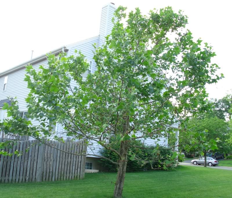 Request for help with a sick Maple