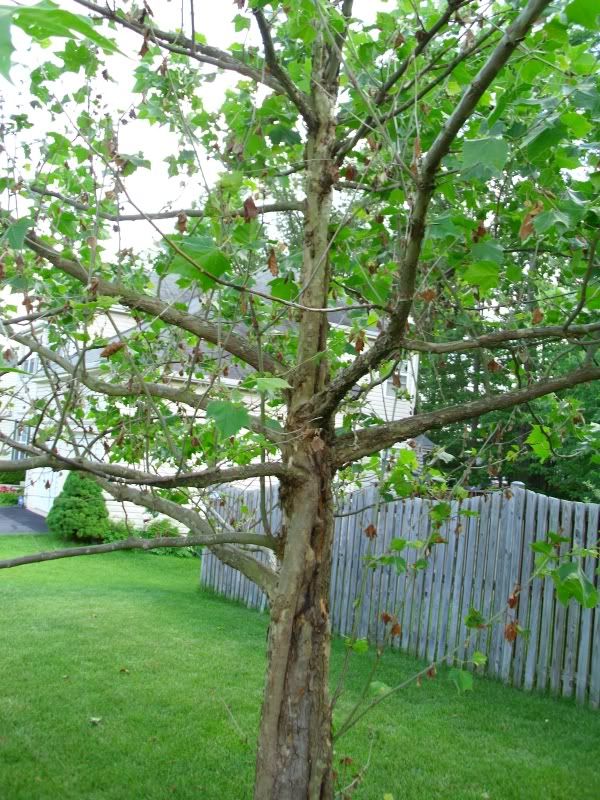 Request for help with a sick Maple