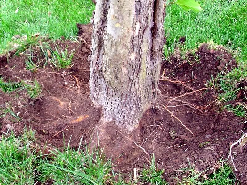 Request for help with a sick Maple