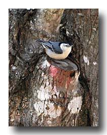 Image hosted by Photobucket.com