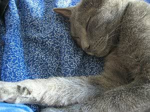 Image hosted by Photobucket.com