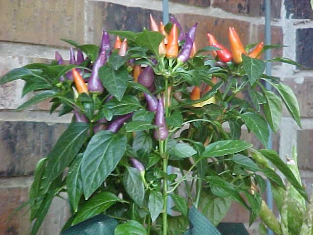 Ornamental+thai+pepper+plant