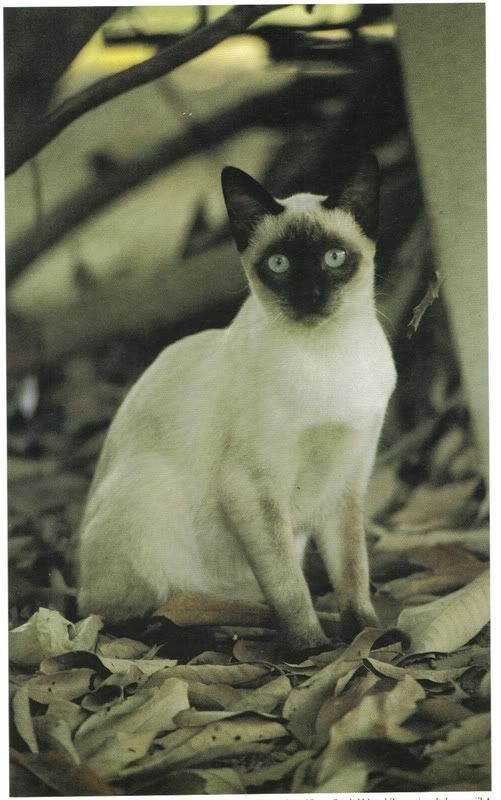 black and white cat with blue eyes. she-cat with ice lue eyes