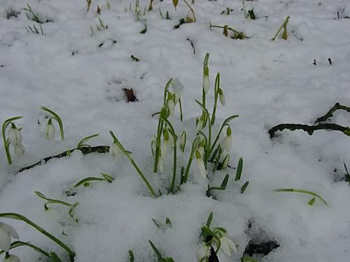 Littlecote snowdrops