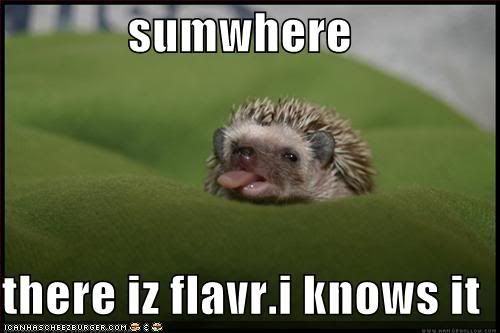 funny-pictures-hedgehog-baby-flavor.jpg