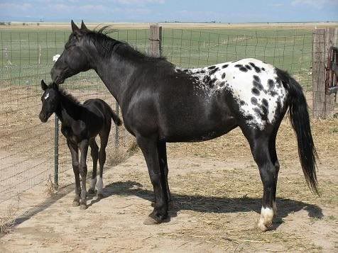 Image result for black snow capped appaloosa