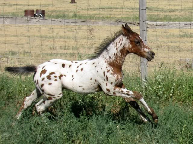 IMAGE(http://img.photobucket.com/albums/v150/AppyLady10/Shiloh%20and%20Shasta/ShilohandShasta007.jpg)