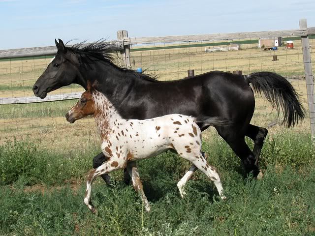 IMAGE(http://img.photobucket.com/albums/v150/AppyLady10/Shiloh%20and%20Shasta/ShilohandShasta019.jpg)