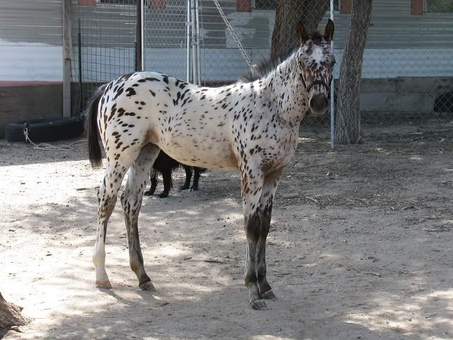 IMAGE(http://img.photobucket.com/albums/v150/AppyLady10/Shiloh%20and%20Shasta/ShilohandShasta033.jpg)
