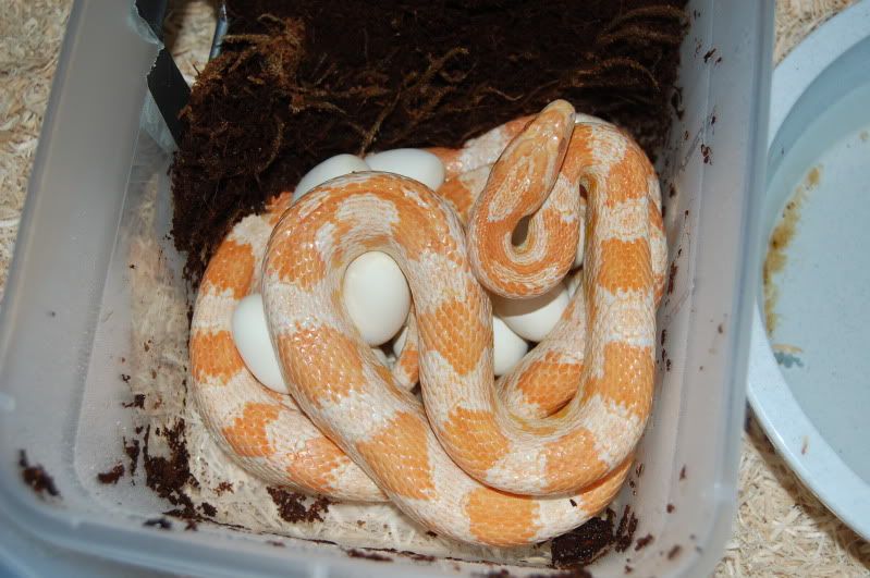 *New Pic* Corn Snake eggs started hatching... Other Herps Turtle Forum