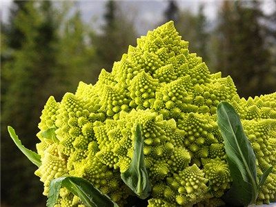 [Image: Alaska-Remple-Farms-Broccoli-Romanesco-DSC03676.jpg]