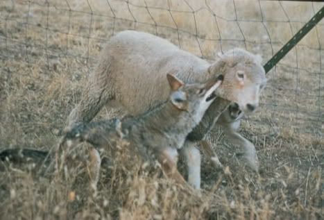 Coyotekilling-wikipedia-public-domain.jpg