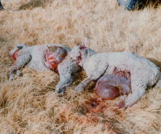 SHEEP20.jpg