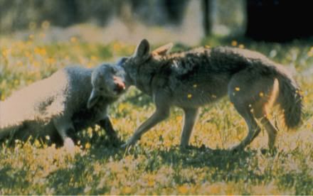 coyotekillingsheep.jpg