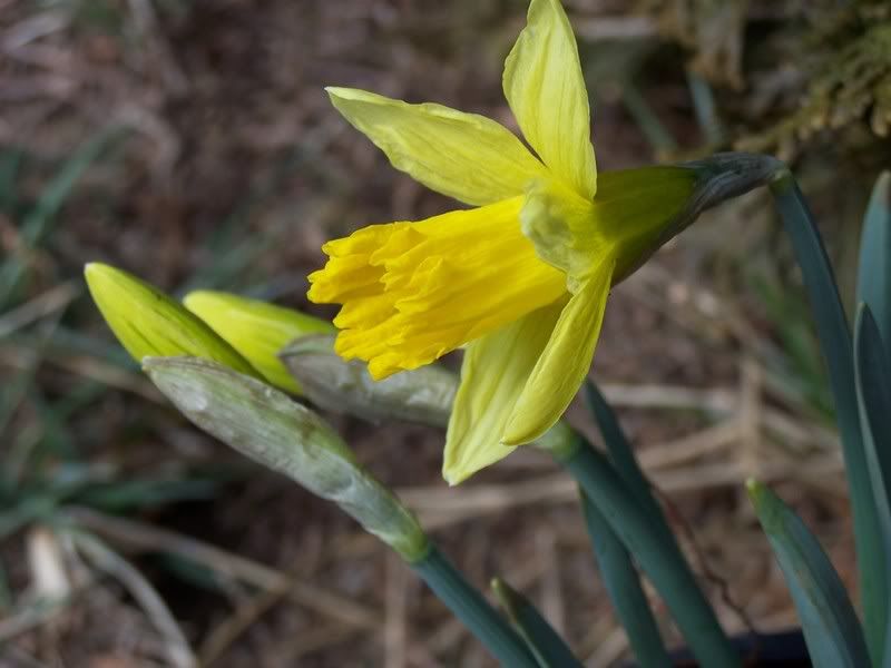 Unknown daffodil Pictures, Images and Photos