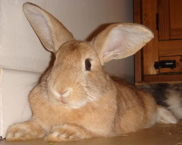 bunnies4.jpg