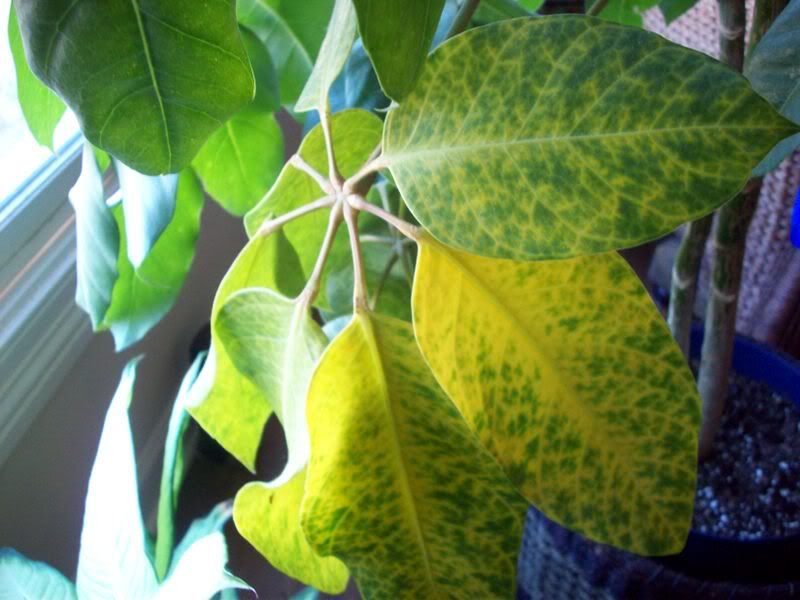 Schefflera Tree.... Yellow Spotty Leaf