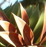 monkey puzzle