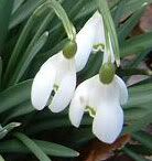 snowdrops!