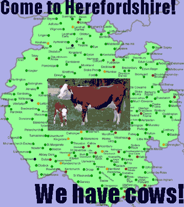 we have cows!
