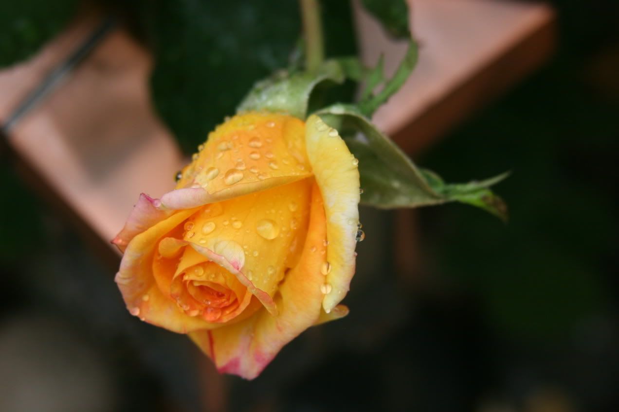 IMAGE: http://img.photobucket.com/albums/v153/Marsha050/Nature/IMG_0874.jpg