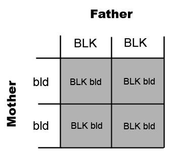 Punnett Square For Brown And Blonde Hair | Blonde Hair