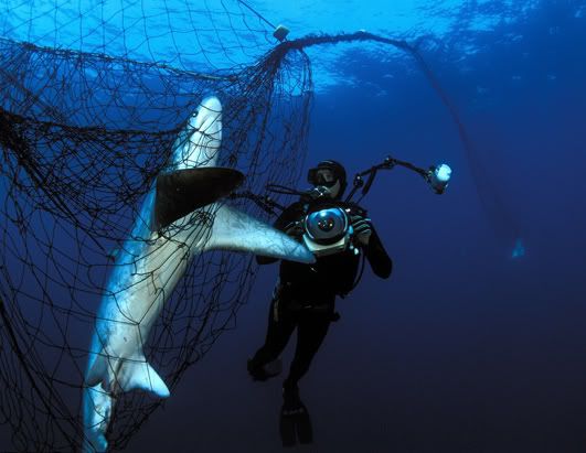 25 animales marinos en peligro de extinción - Nombres y FOTOS
