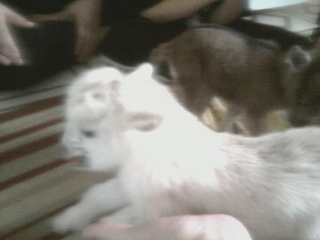 babies born on Friday - Goats