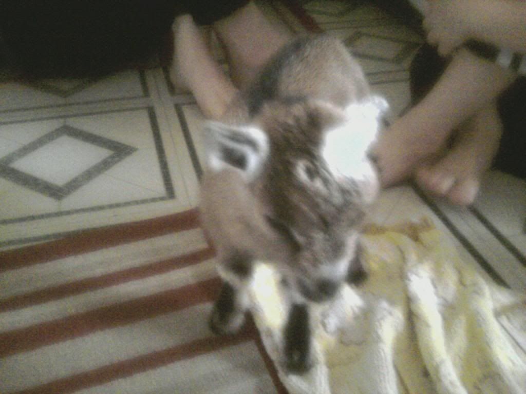 babies born on Friday - Goats