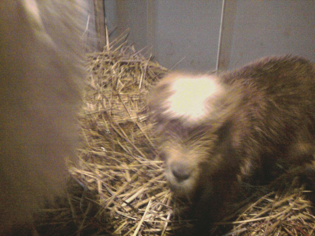 Latte and Toby's babies.... - Goats